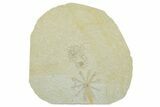 Floating Crinoid (Saccocoma) Fossils - Solnhofen Limestone #353568-1